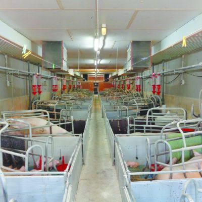 Fütterungstechnik_Smart.Light_ImStall_WEDA