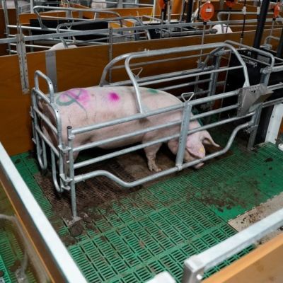 Büter FT30 (1)