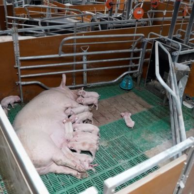 Büter FT30 Sau mit Ferkel