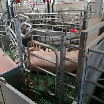 Fit Bucht Pro_Schwein_2