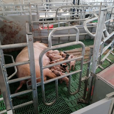 Fit Bucht Pro_Schwein_1