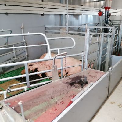 Fit Bucht Pro_Schwein_4