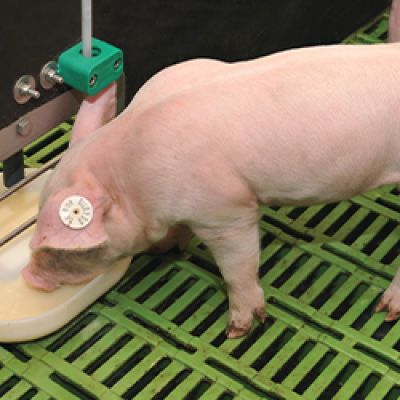 Flüssigfütterung_Nutrix_Inseltrog_WEDA_Article_Teaser