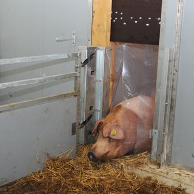 News_BeWell_Bucht_Außenauslauf_Arche_Wilhelminenhof_weda