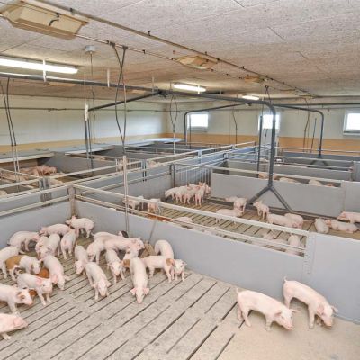 Stalleinrichtung_Ferkel_Mast_Ferkelbucht_Typ_DK_WEDA_Galerie