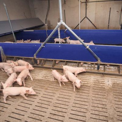 Stalleinrichtung_Ferkel_Mast_Ferkelbucht_Typ_Standart_WEDA_Galerie