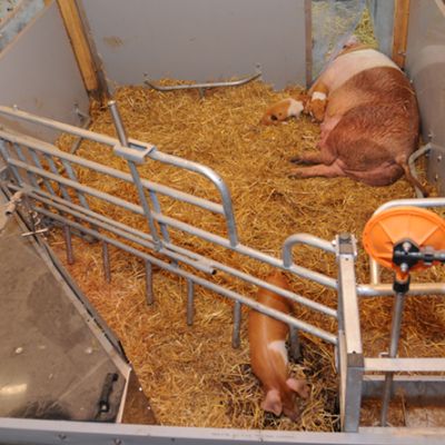 News_BeWell_Tierwohlstall_Abferkelbucht_Arche_Wilhelminenhof_weda_2020
