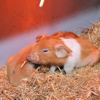 News_Tierwohl_Bewell_Balz_Abferkelbucht_Ferkelnest_weda