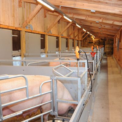 News_Bewell_Abferkelbucht_innen_Balz_2020_weda