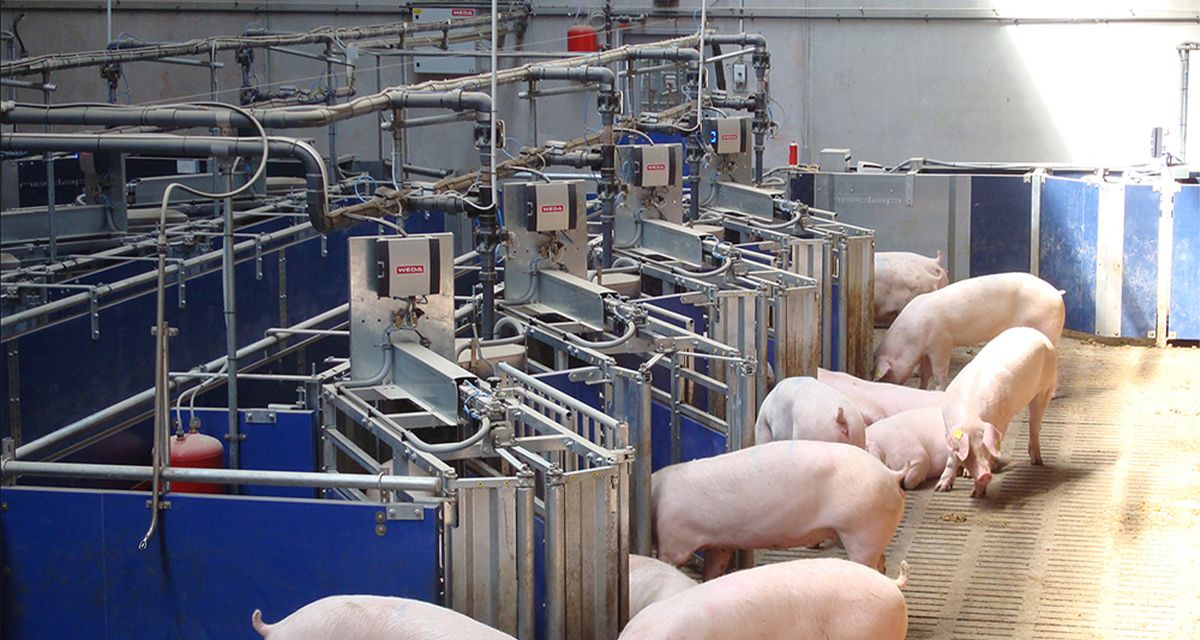 Abruffütterung_Gruppenselektion_SowComp_WEDA_Header