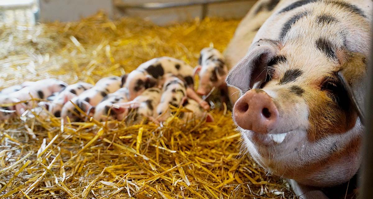 Flüssigfütterung_Nutrix_Saugferkelfütterung_Stroh_Be.Well_Sau_mit_Ferkel_Header