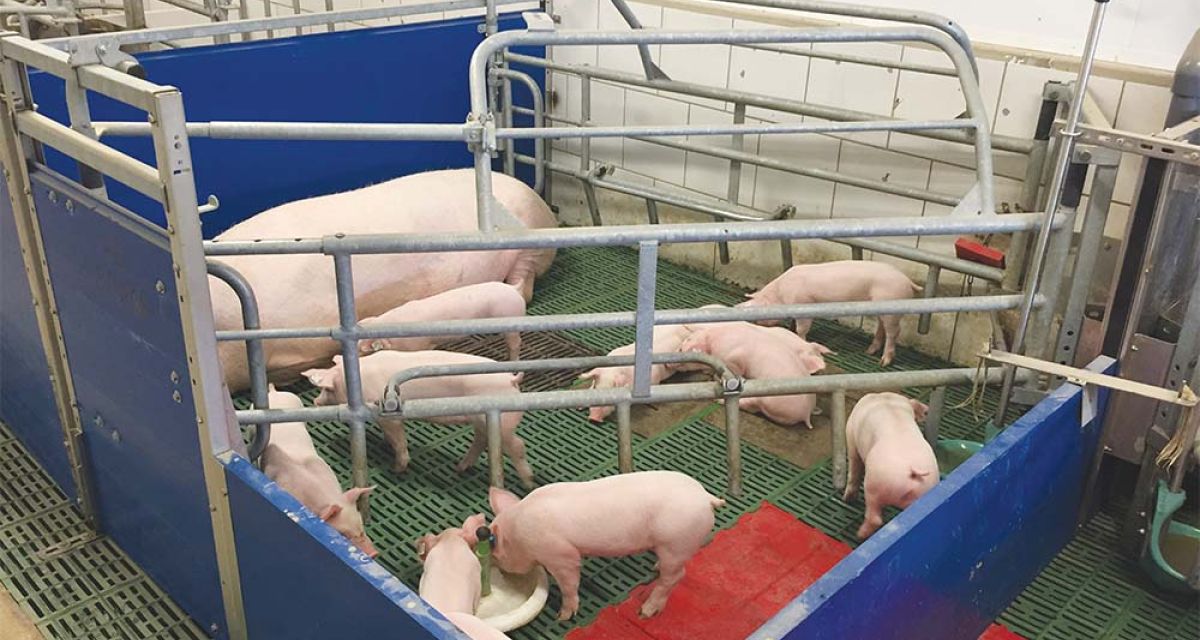 Stalleinrichtung_Sauen_Bewegungsbuchtt_VarioFlex_WEDA_Galerie