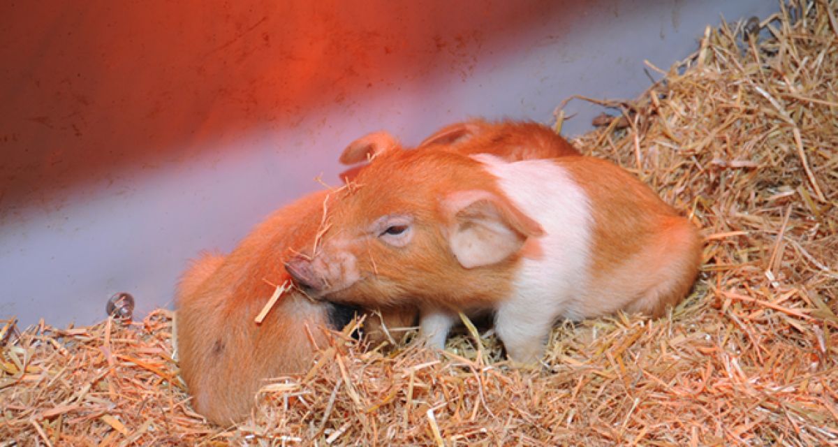 News_Tierwohl_Bewell_Balz_Abferkelbucht_Ferkelnest_weda
